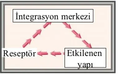 Şekil 4. (kaynak s.6)