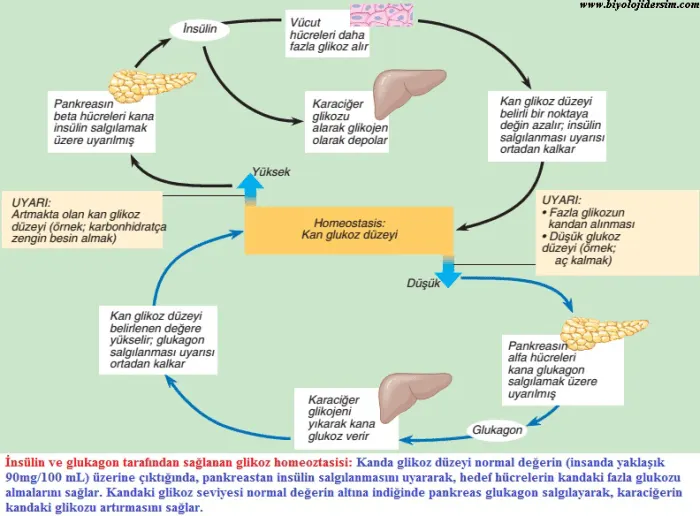 Şekil 5. (kaynak s.9) İnsülin · Vücut hücreleri daha fazla glikoz alır · Pankreasın beta hücreleri kana insülin salgılamak üzere uyarılmış · Karaciğer glikozu alarak glikojen olarak depolar · Kan glikoz düzeyi belirli bir noktaya değin azalır; insülin salgılanması uyarısı ortadan kalkar · Yüksek · UYARI: Artmakta olan kan glikoz düzeyi (örnek; karbonhidratça zengin besin almak) · Homeostasis: Kan glukoz düzeyi · UYARI: • Fazla glikozun kandan alınması • Düşük glikoz düzeyi (örnek; aç kalmak) · Düşük · Pankreasın alfa hücreleri kana glukagon salgılamak üzere uyarılmış · Karaciğer glikojeni yıkarak kana glukoz verir · Glukagon · Kan glikoz düzeyi belirlenen değere yükselir; glukagon salgılanması uyarısı ortadan kalkar