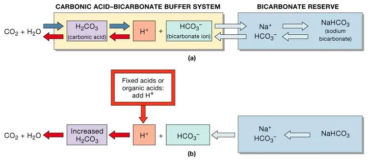 Şekil 10. Figure 27.9a, b (kaynak s.24) CARBONIC ACID–BICARBONATE BUFFER SYSTEM · BICARBONATE RESERVE · CO₂ + H₂O · H₂CO₃ · (carbonic acid) · H⁺ · HCO₃⁻ · (bicarbonate ion) · Na⁺ · NaHCO₃ · (sodium bicarbonate) · Fixed acids or organic acids: add H⁺ · Increased H₂CO₃