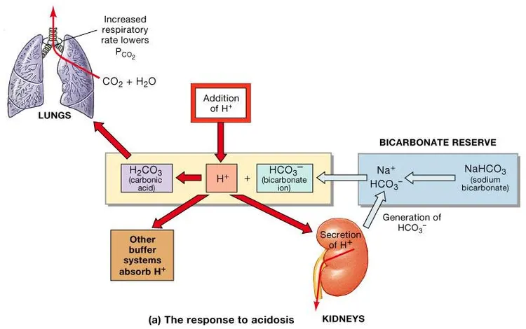 Şekil 11. Figure 27.11a (kaynak s.25) Increased respiratory rate lowers PCO₂ · CO₂ + H₂O · LUNGS · Addition of H⁺ · BICARBONATE RESERVE · H₂CO₃ · (carbonic acid) · H⁺ · HCO₃⁻ · (bicarbonate ion) · Na⁺ · NaHCO₃ · (sodium bicarbonate) · Generation of HCO₃⁻ · Other buffer systems absorb H⁺ · Secretion of H⁺ · KIDNEYS