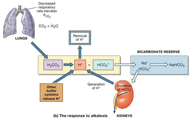 Şekil 12. Figure 27.11b (kaynak s.26) Decreased respiratory rate elevates PCO₂ · CO₂ + H₂O · LUNGS · Removal of H⁺ · BICARBONATE RESERVE · H₂CO₃ · H⁺ · HCO₃⁻ · Na⁺ · NaHCO₃ · Generation of H⁺ · Other buffer systems release H⁺ · Secretion of HCO₃⁻ · KIDNEYS