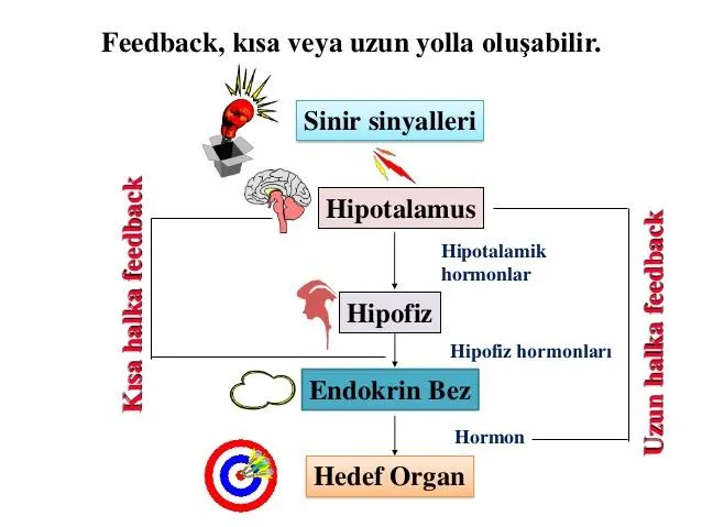 Şekil 13. (kaynak s.36)