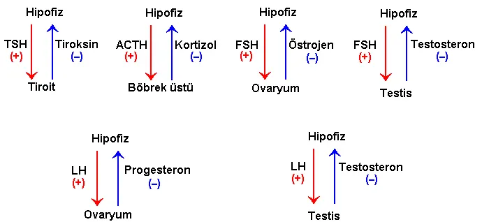 Şekil 14. (kaynak s.36) Hipofiz · TSH · (+) · Tiroksin · (–) · Tiroit · ACTH · Kortizol · Böbrek üstü · FSH · Östrojen · Ovaryum · Testosteron · Testis · LH · Progesteron
