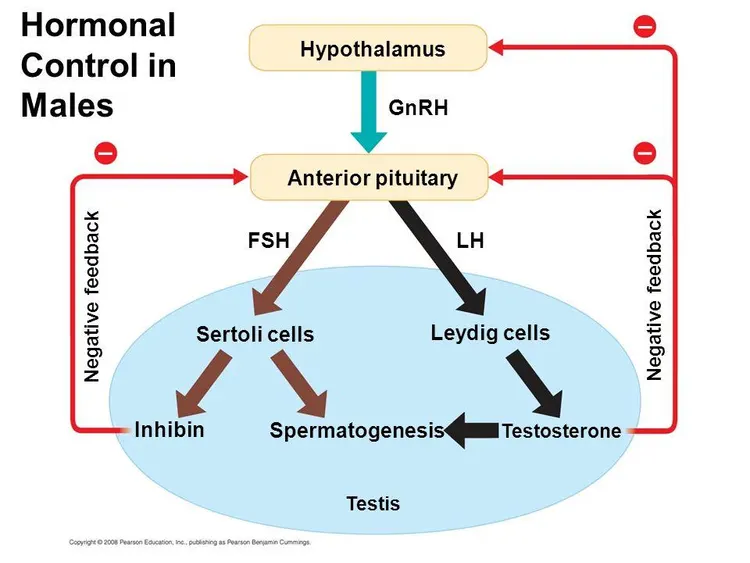 Şekil 15. (kaynak s.36) Hypothalamus · GnRH · Anterior pituitary · FSH · LH · Sertoli cells · Leydig cells · Inhibin · Spermatogenesis · Testosterone · Testis · Negative feedback